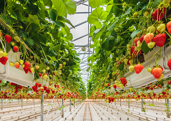 foto Honeywell colabora con el fruticultor Moleda para cultivar productos de forma sostenible.